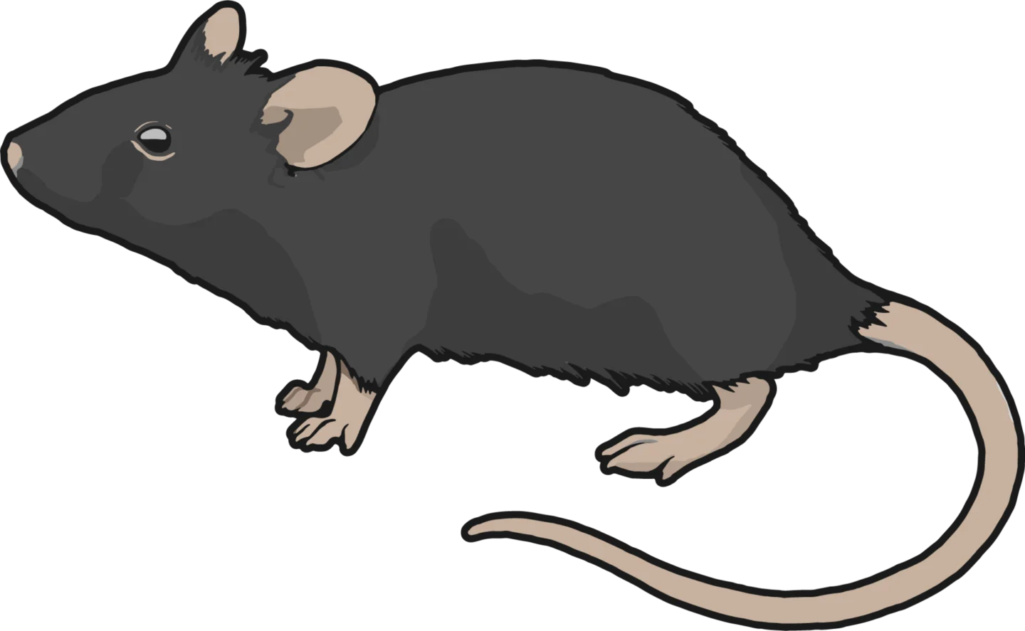 Ilustrație cu un șoarece de laborator, animalul pe care au fost testați plasmalogenii din ascidii