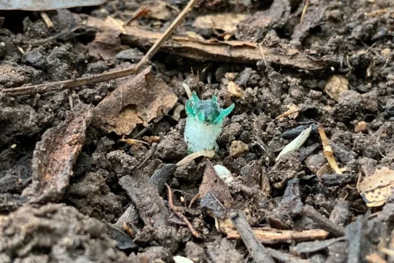 Floare de Thismia, plantă fără clorofilă, fotografiată pe solul pădurii
