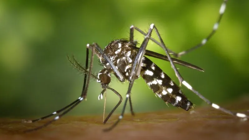 Țânțar-tigru Aedes albopictus, negru cu dungi albe, pe pielea unei persoane